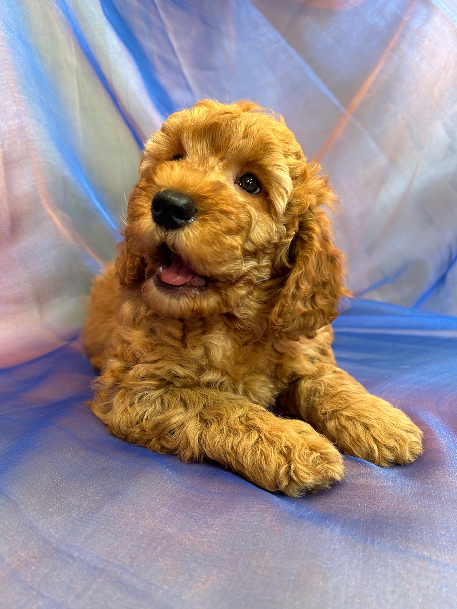 Male Miniature Goldendoodle Puppy for Sale DOB 3-15-2024 $1200